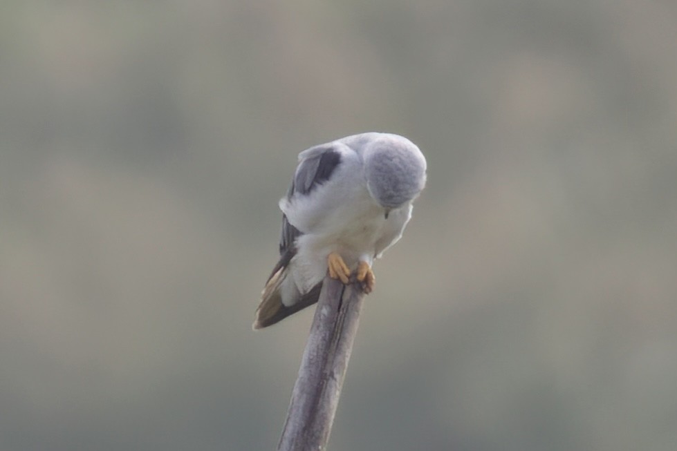 Black-winged Kite - Wenze Gu