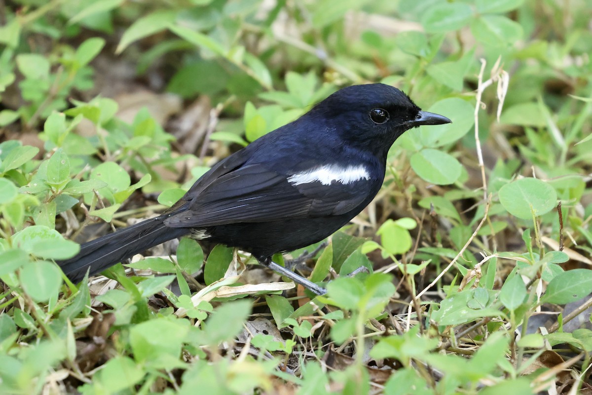 Madagascar Magpie-Robin (Black-bellied) - ML609970385