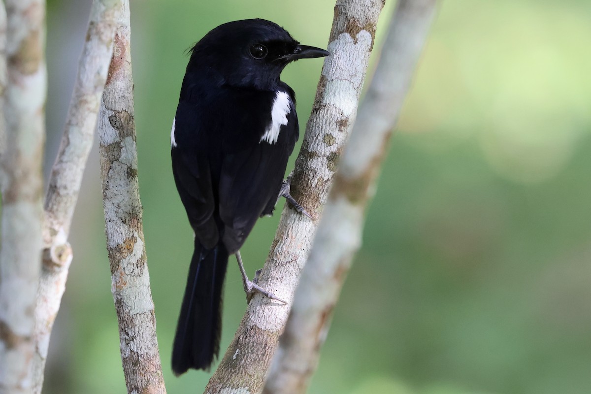 Madagascar Magpie-Robin (Black-bellied) - ML609970387
