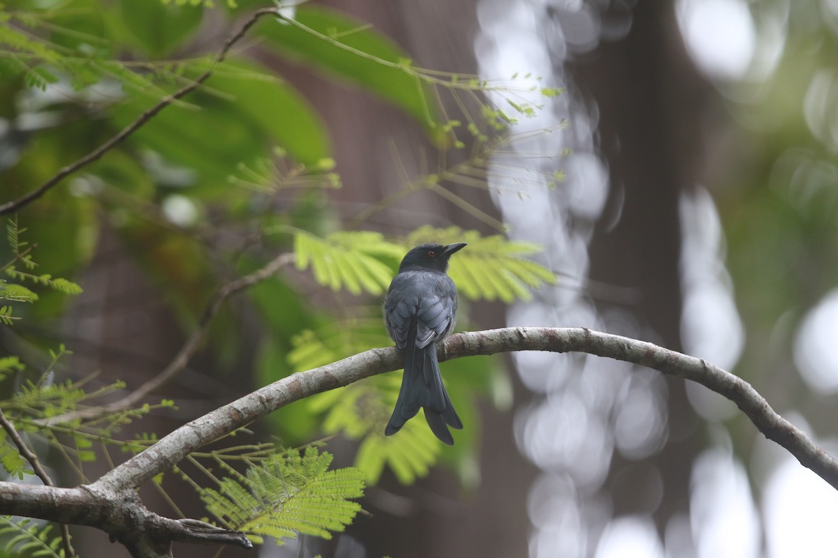 Drongo cendré - ML609970432