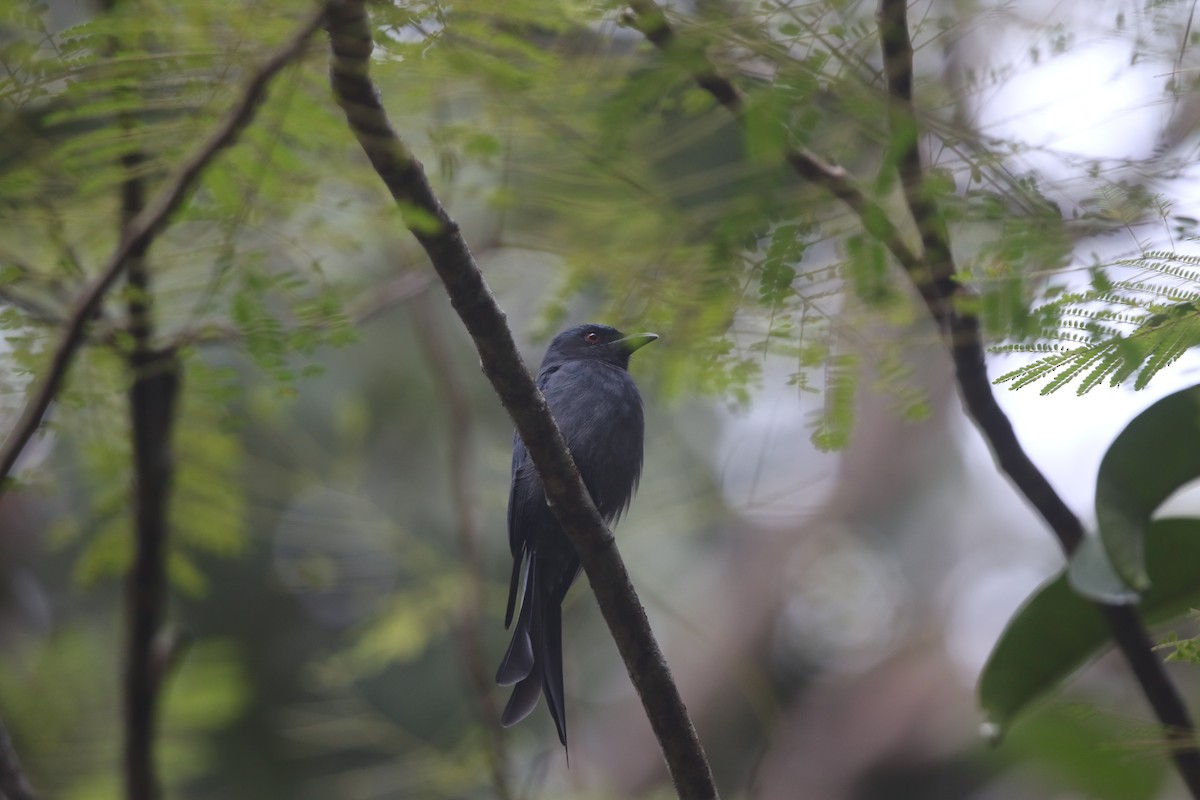 Kül Rengi Drongo - ML609970433