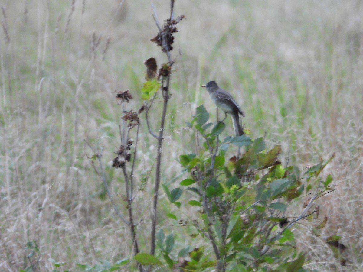 Eastern Phoebe - ML609970610