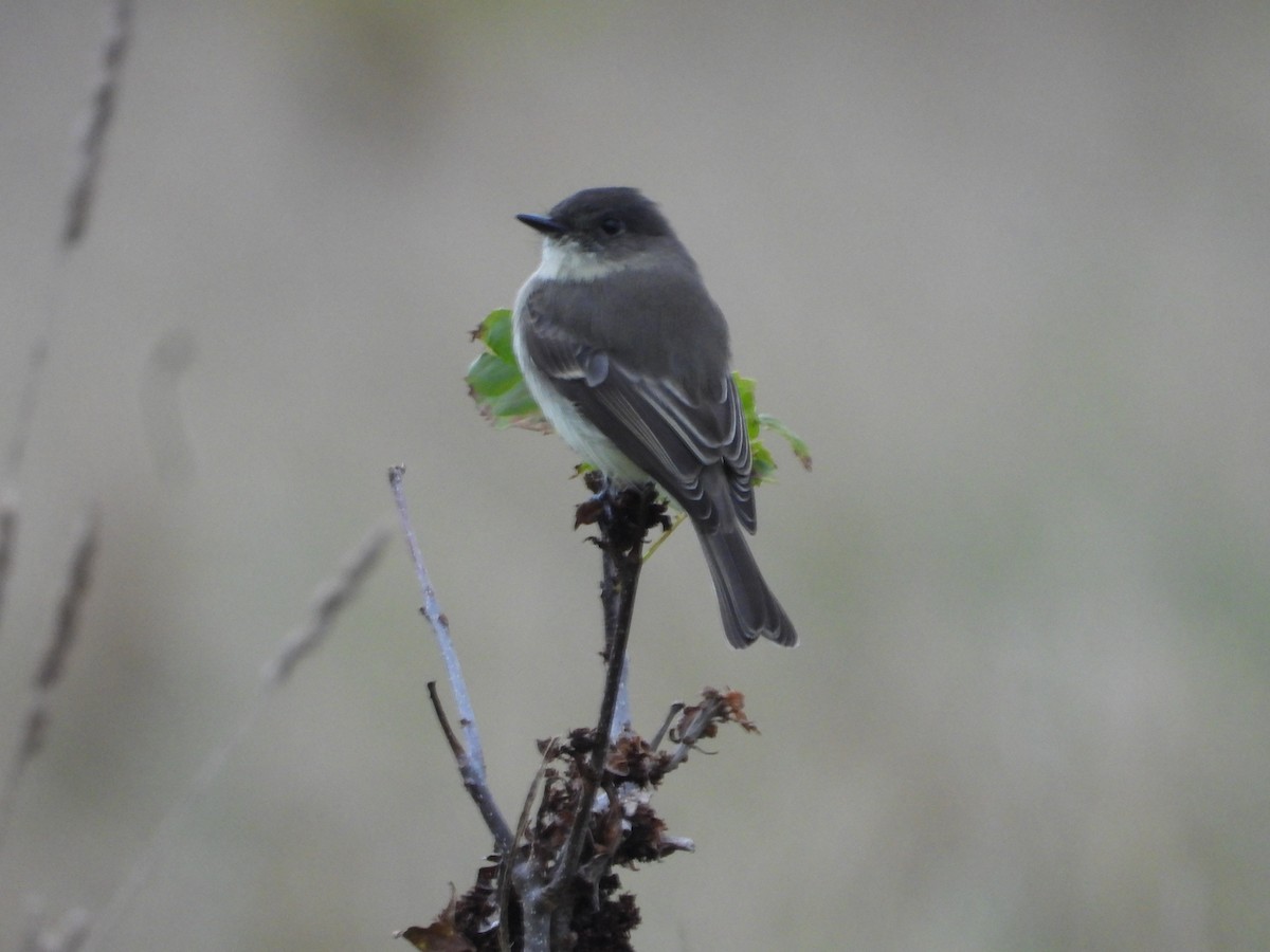 Eastern Phoebe - ML609970623