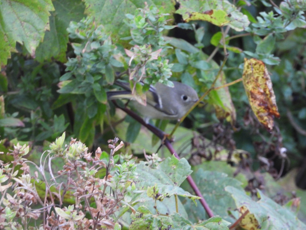 Ruby-crowned Kinglet - ML609970629