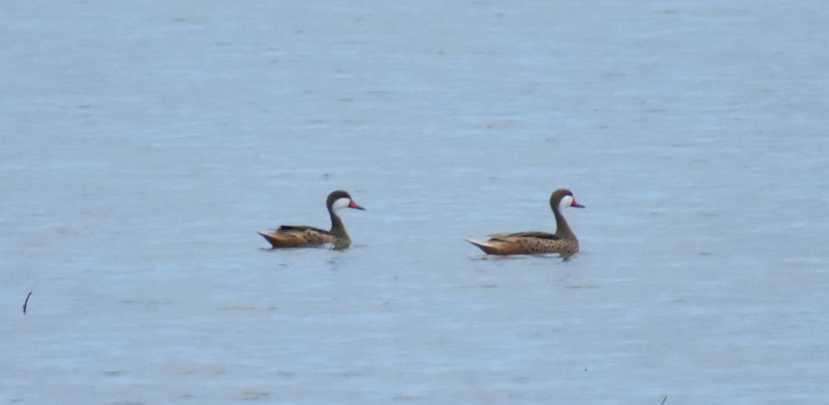 White-cheeked Pintail (White-cheeked) - Rodrigo Bicudo