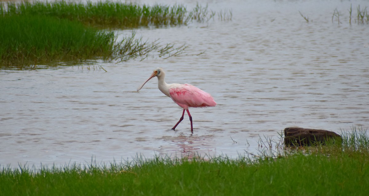 Roseate Spoonbill - Rodrigo Bicudo