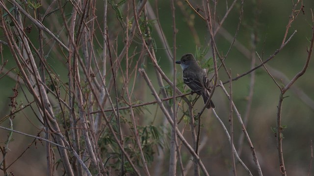 Brown-crested Flycatcher - ML609970907