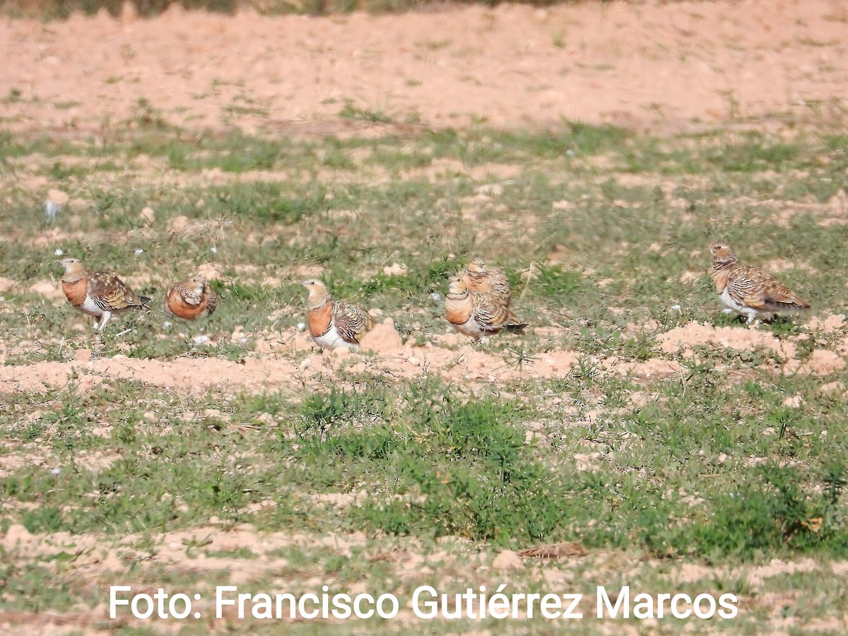 Pin-tailed Sandgrouse - Félix  Arribas Del Álamo