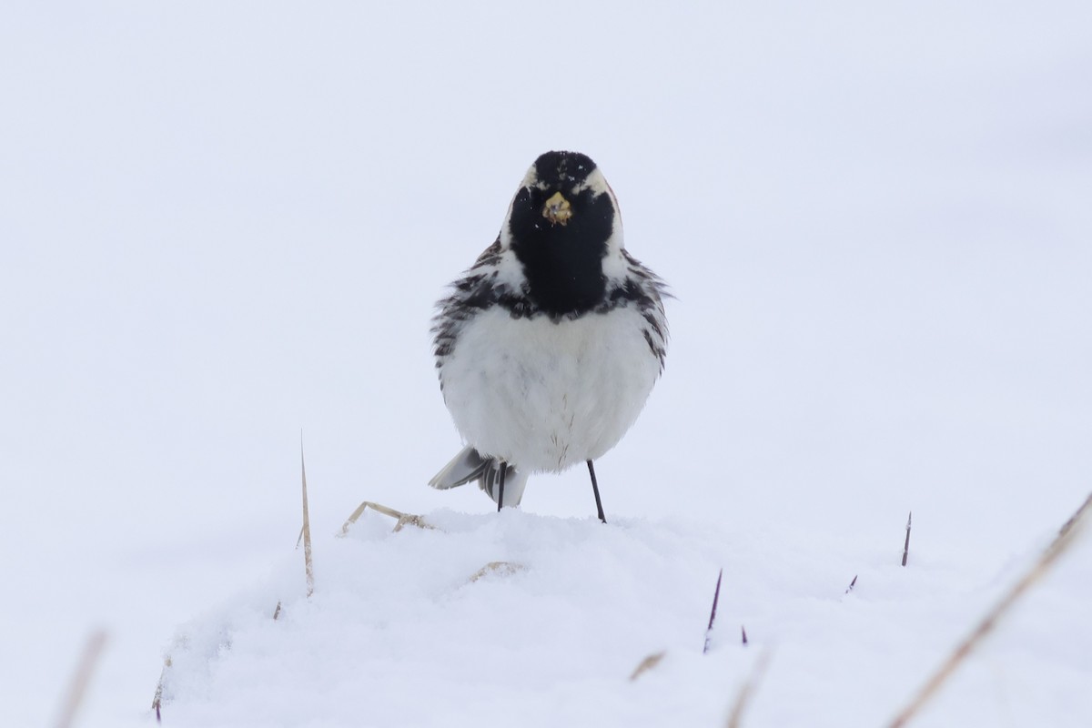 Lapland Longspur - ML609970919