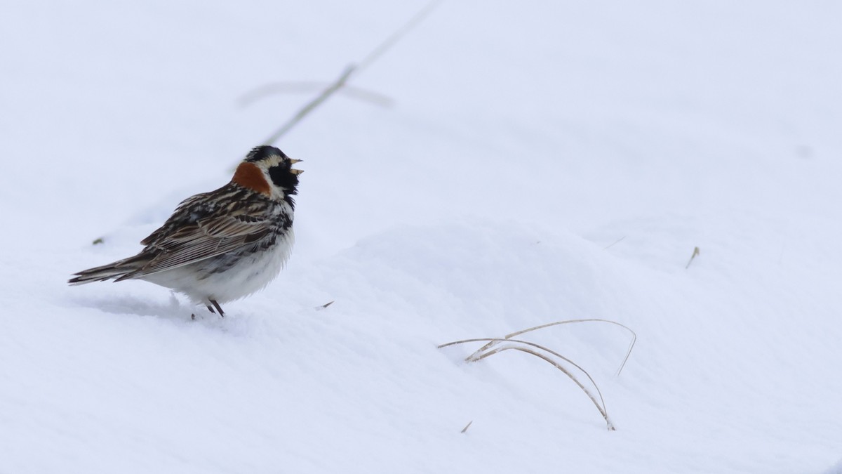 Lapland Longspur - ML609970920