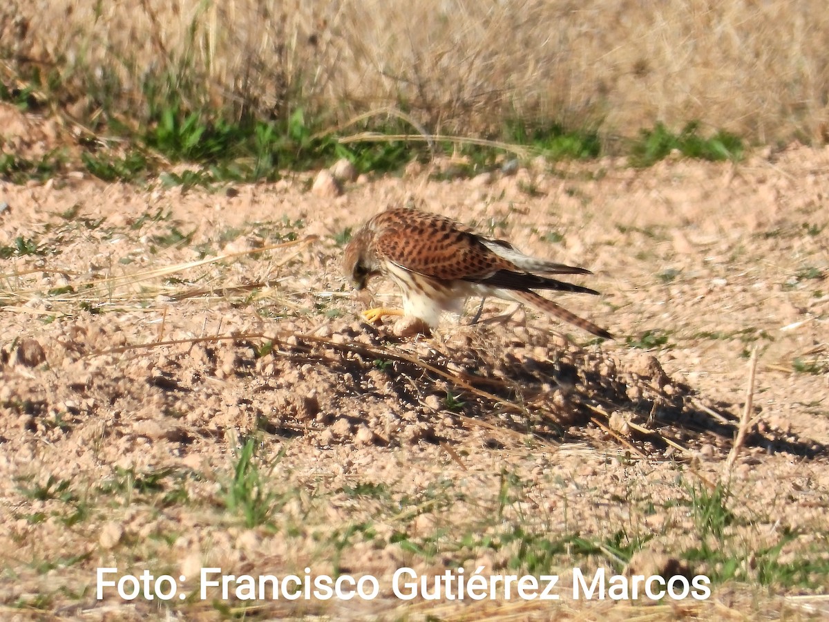 Lesser Kestrel - ML609970940