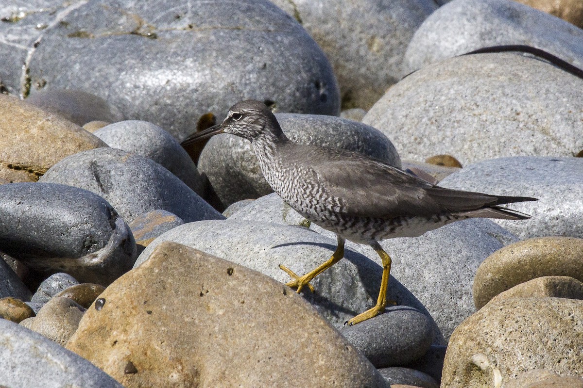 Wandering Tattler - ML609970969