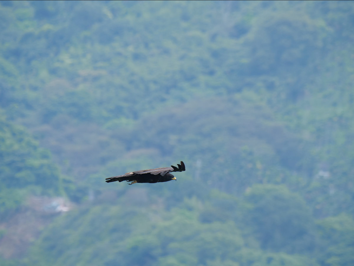 Black Eagle - Yulin Shen