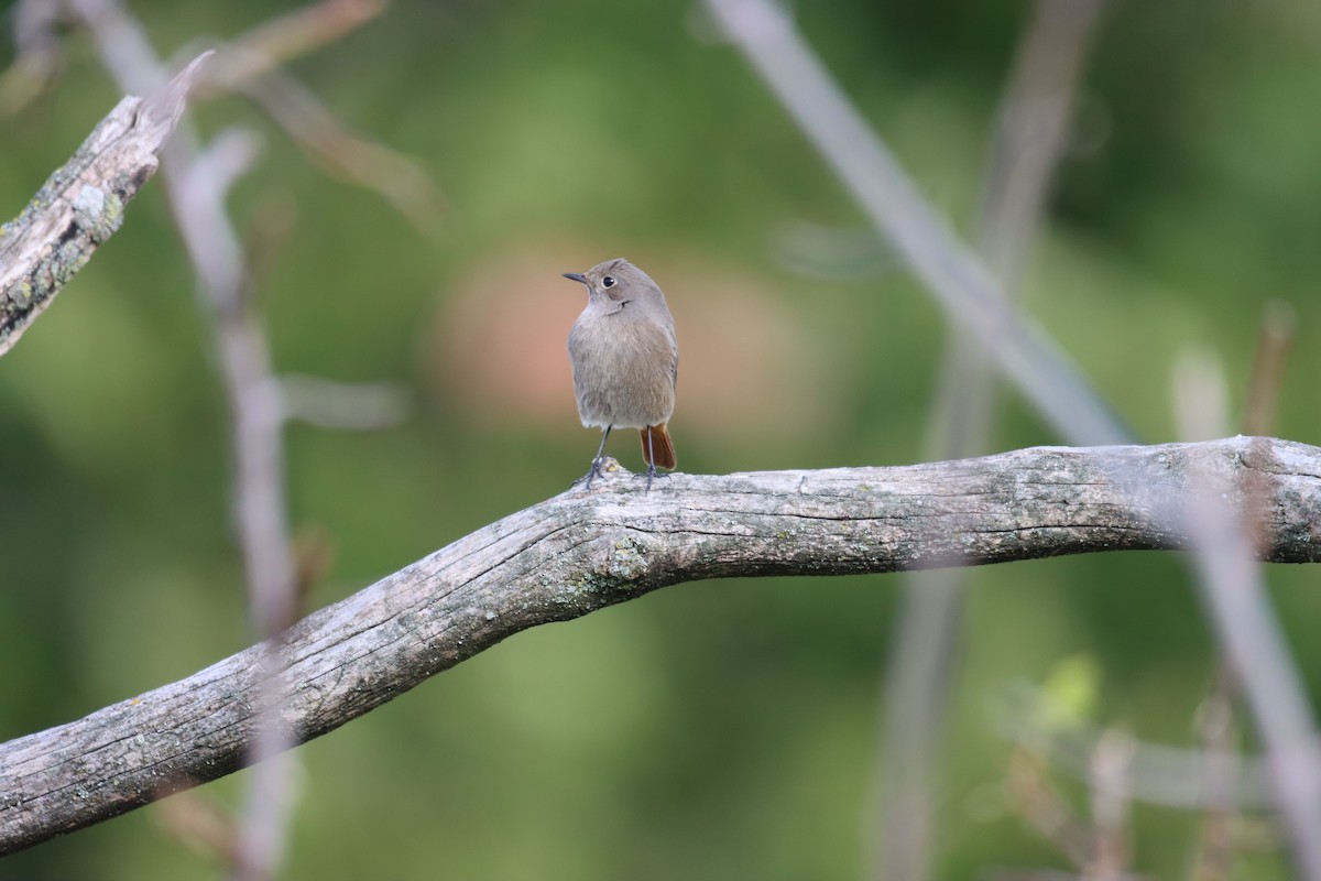 Black Redstart (Western) - ML609970993