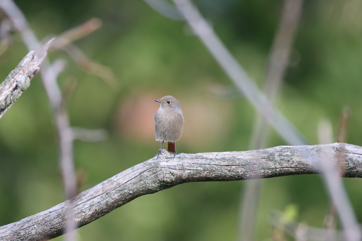 Black Redstart (Western) - ML609970999