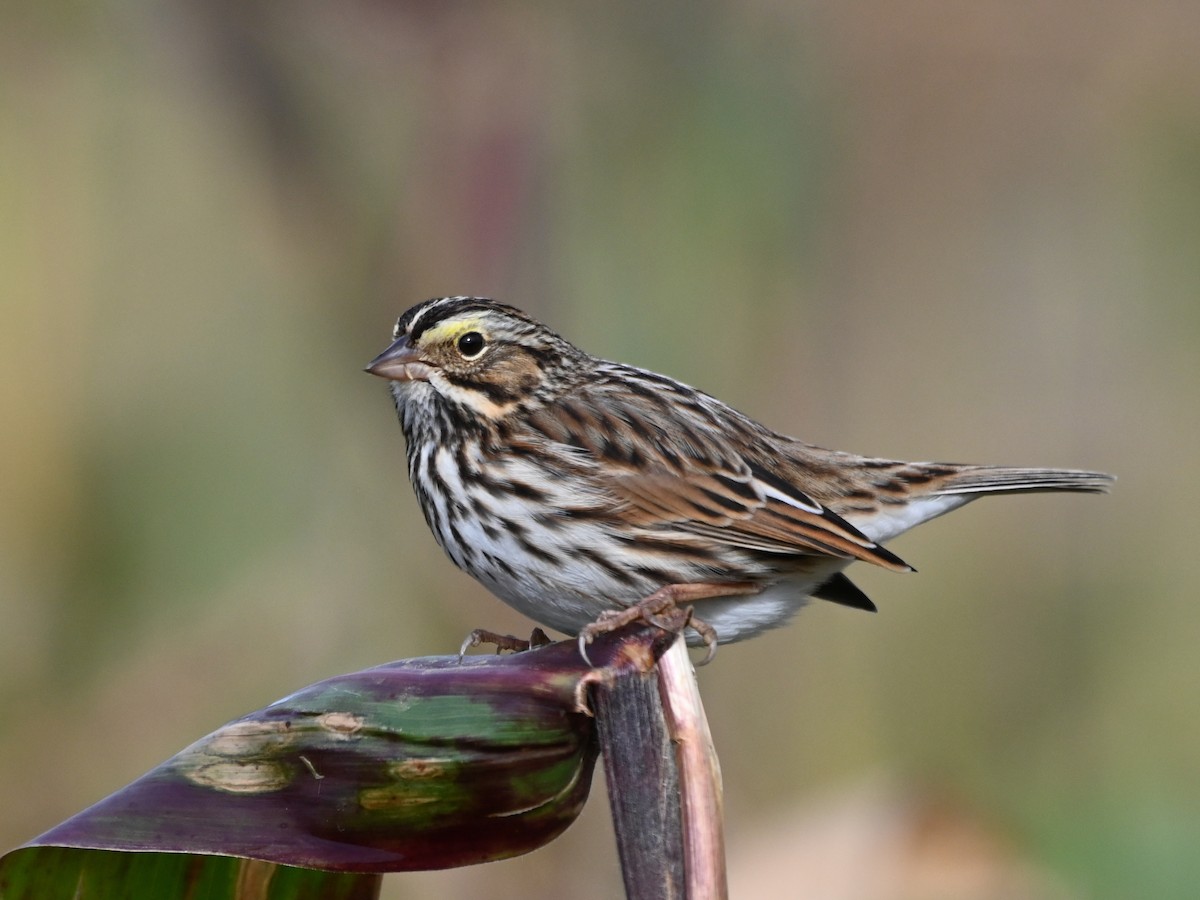 Savannah Sparrow - ML609971016