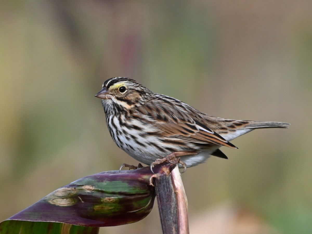 Savannah Sparrow - Henry Trombley