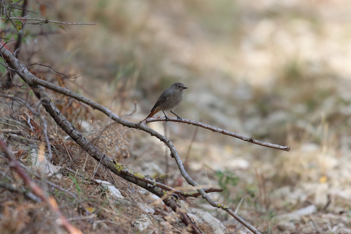 Black Redstart (Western) - ML609971023