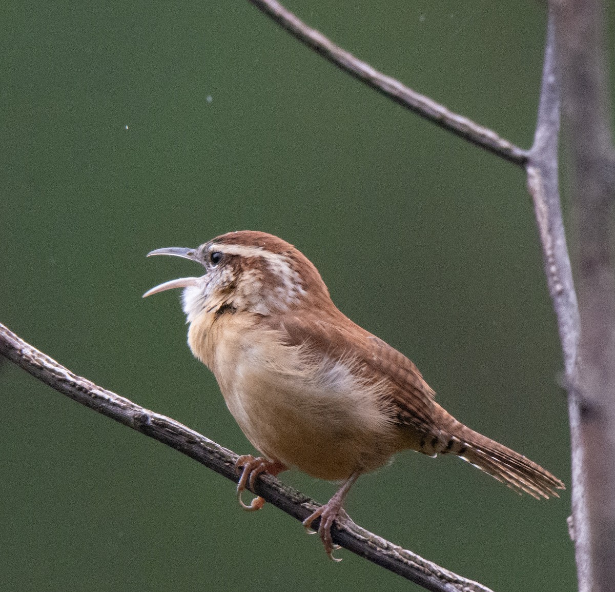 Carolina Wren - ML609971167