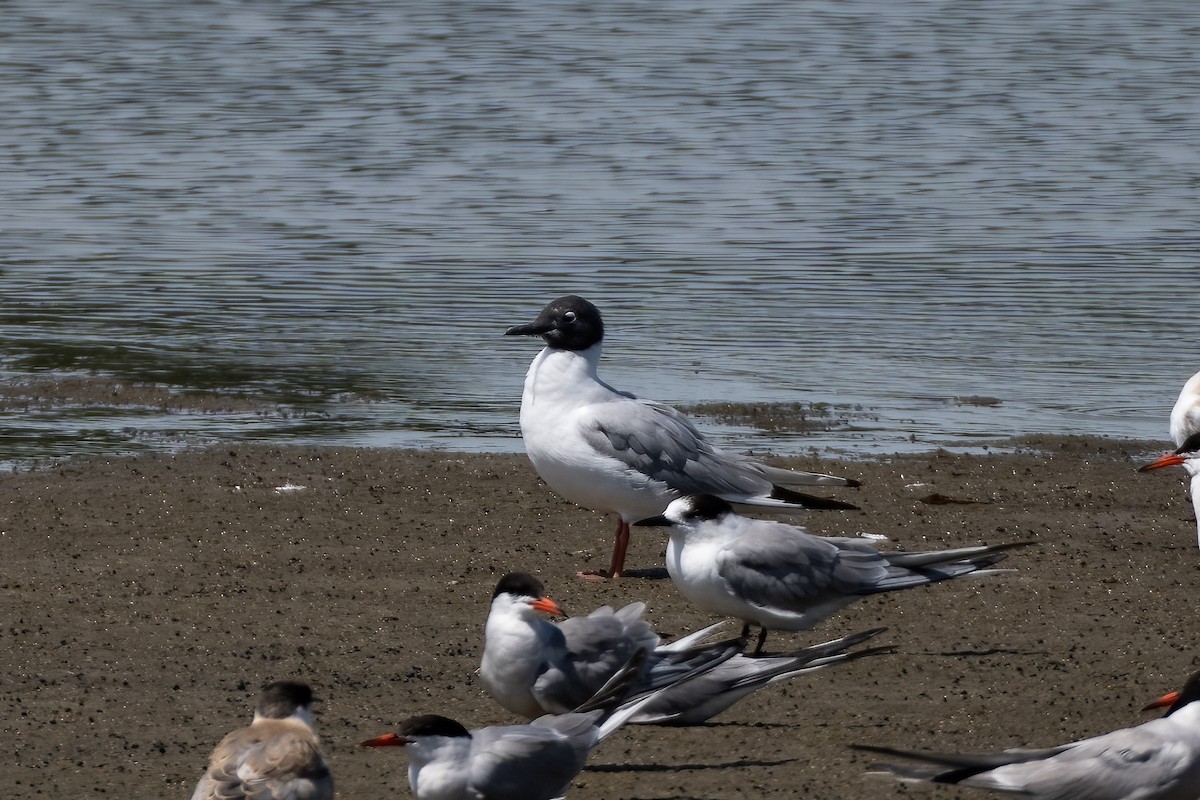 Bonaparte's Gull - ML609971206