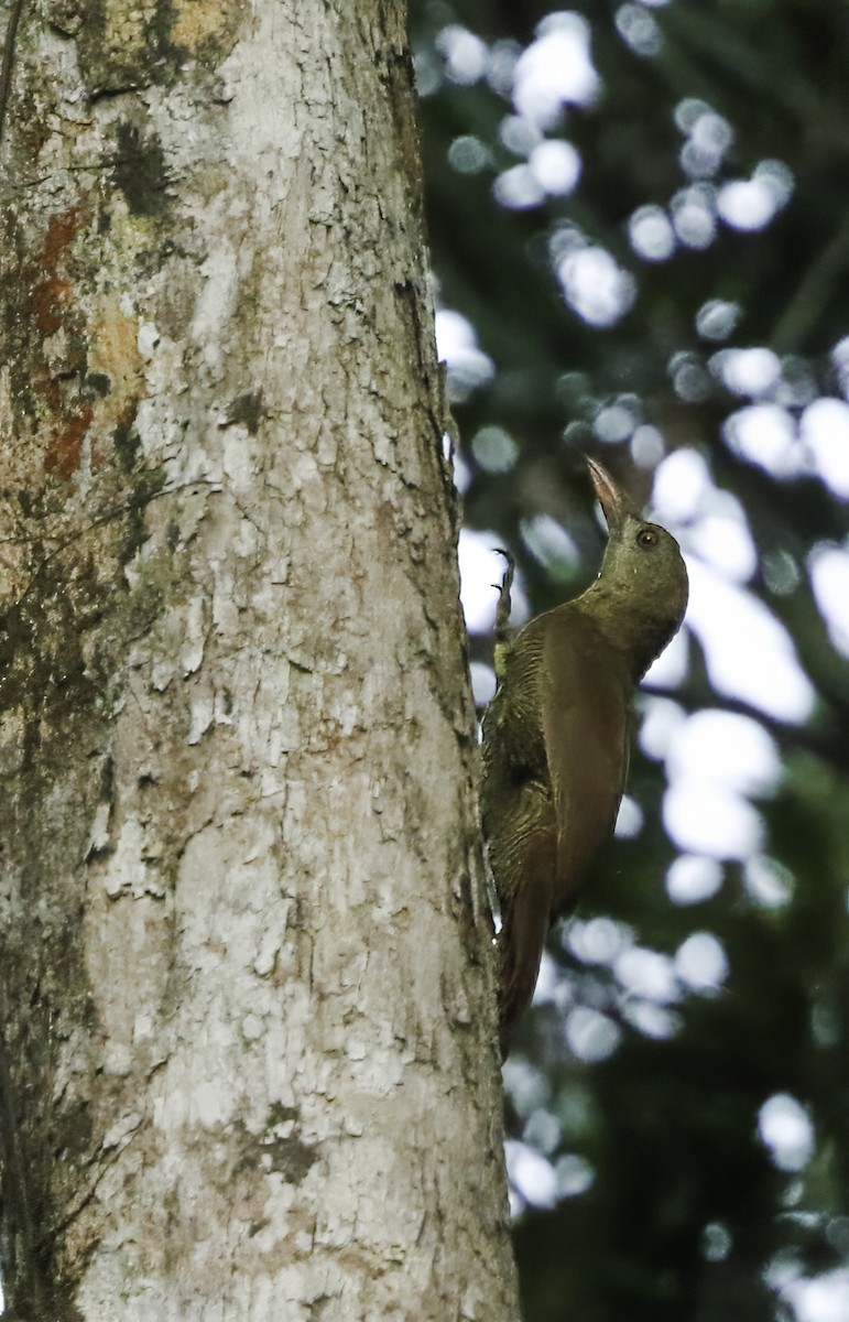 Bar-bellied Woodcreeper - Per Smith