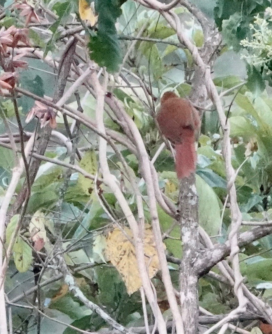 Rufous-necked Foliage-gleaner - ML609971222