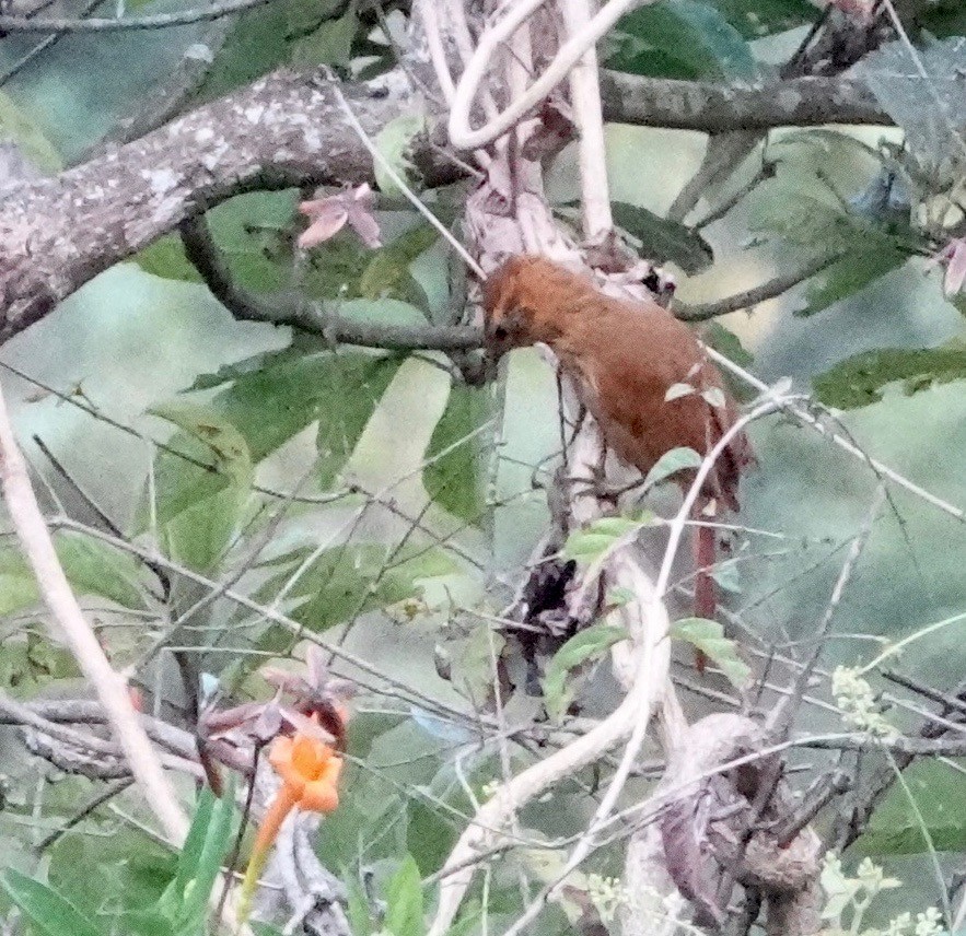 Rufous-necked Foliage-gleaner - Nancy Henke