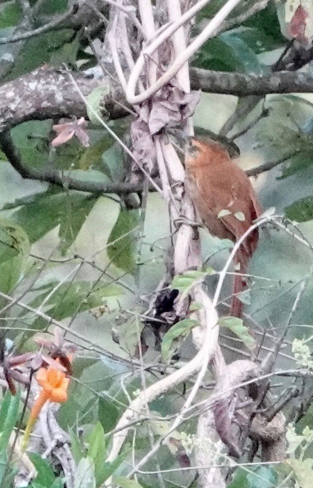 Rufous-necked Foliage-gleaner - ML609971224