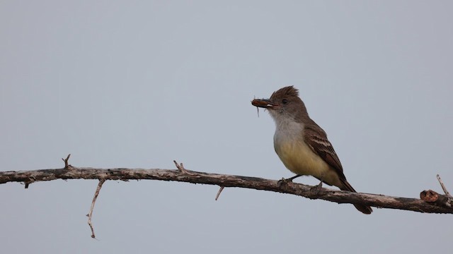 Brown-crested Flycatcher - ML609971267