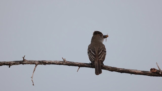 Brown-crested Flycatcher - ML609971336