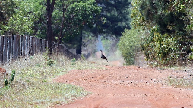 Red-legged Seriema - ML609971381