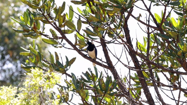 Curl-crested Jay - ML609971495