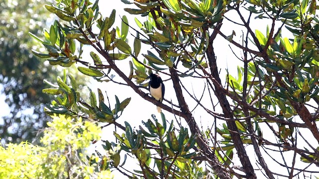 Curl-crested Jay - ML609971571