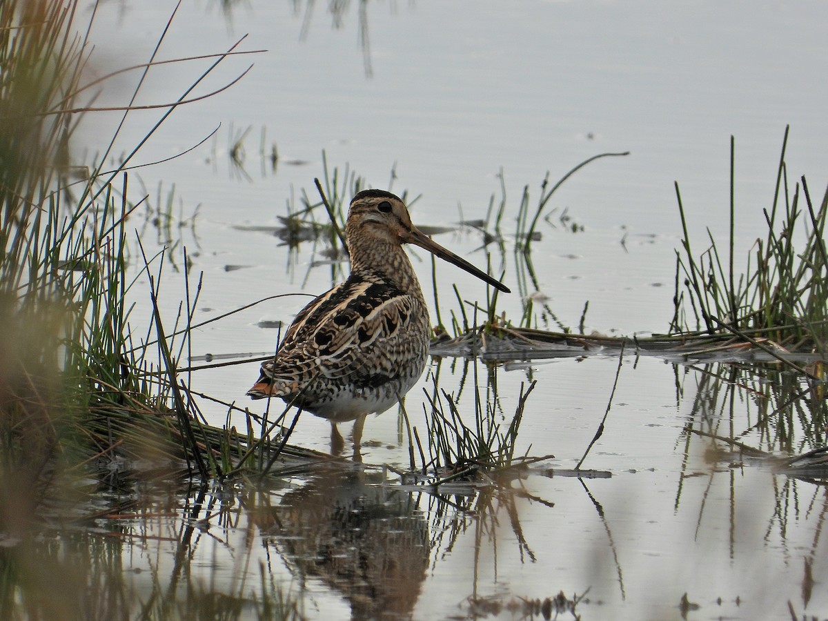 Latham's Snipe - ML609971750