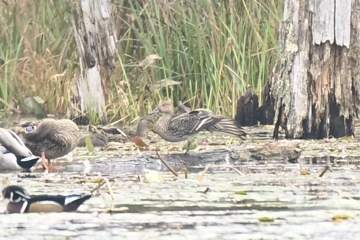 Canard pilet - ML609971754