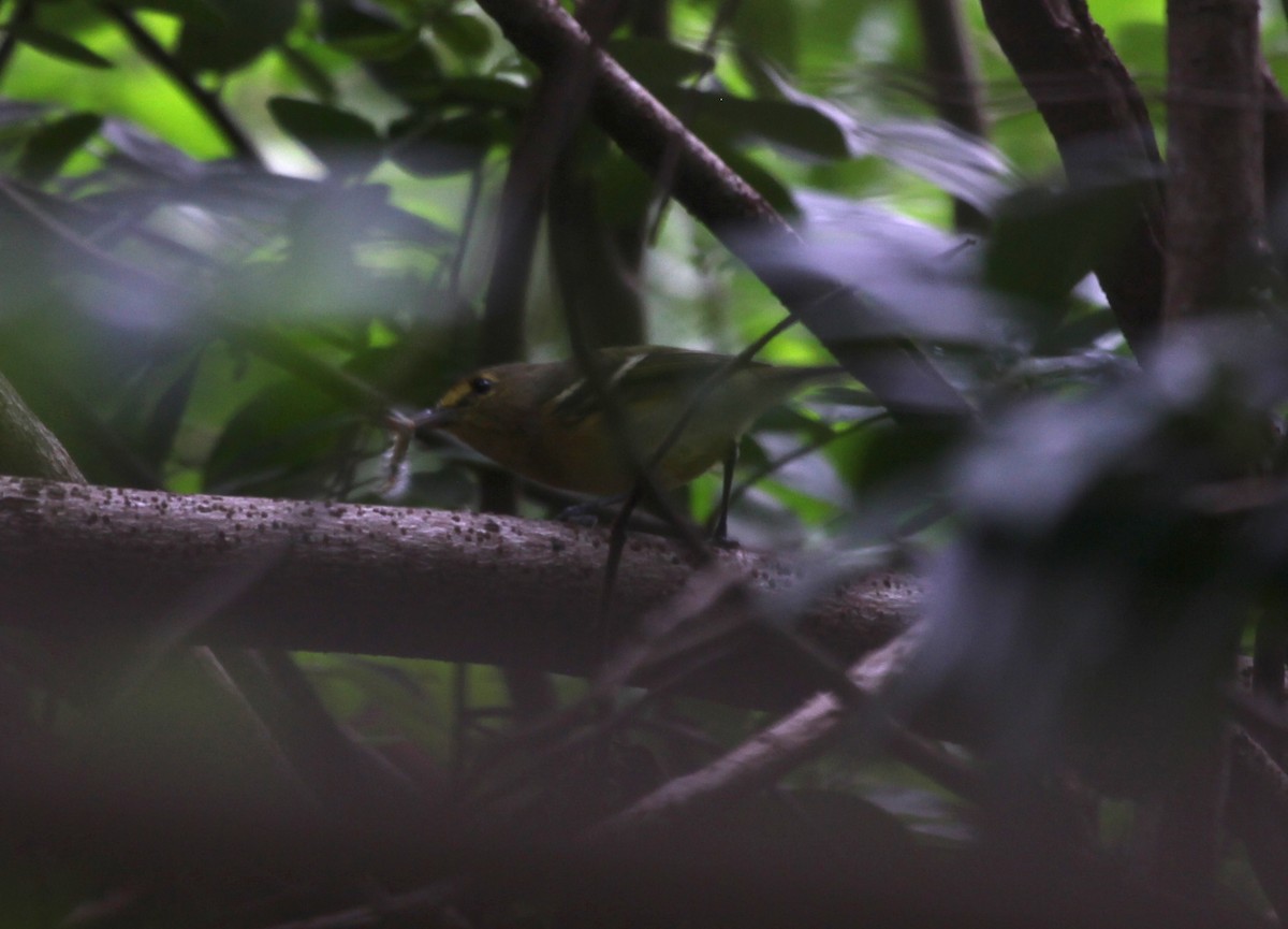 Thick-billed Vireo - ML609971770