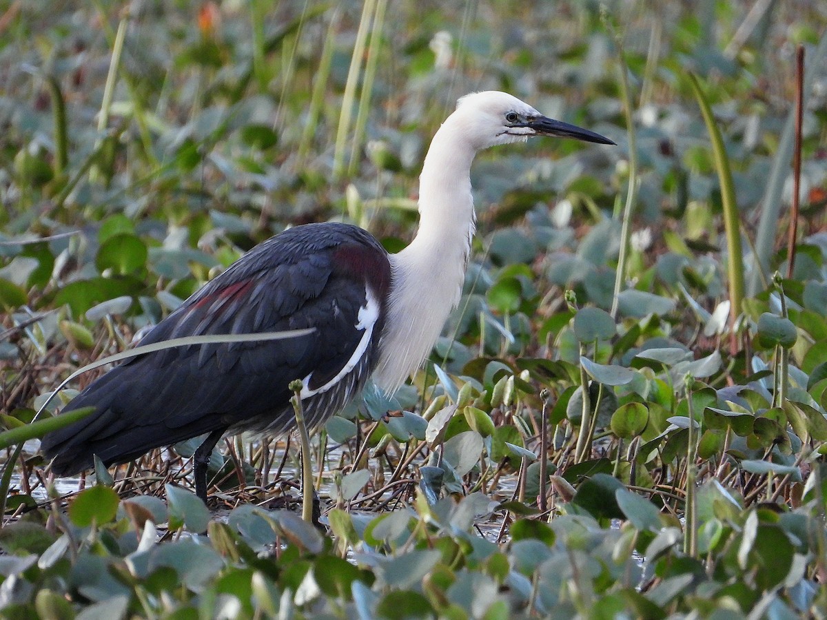 Pacific Heron - ML609971854