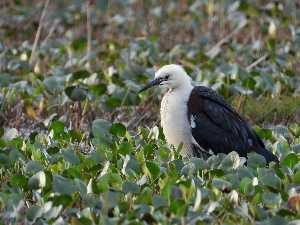 Pacific Heron - Oliver Rose