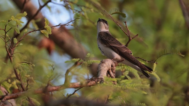 Brown-chested Martin - ML609971889