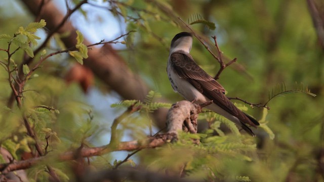 Brown-chested Martin - ML609971912