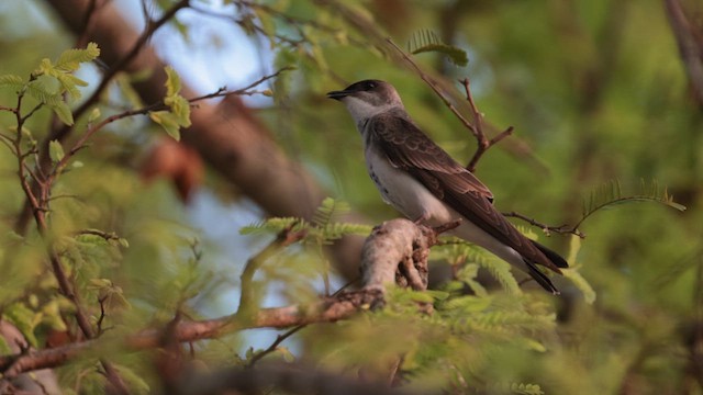 Brown-chested Martin - ML609971913