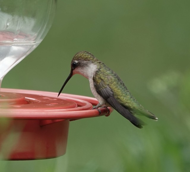 Ruby-throated Hummingbird - ML609971927