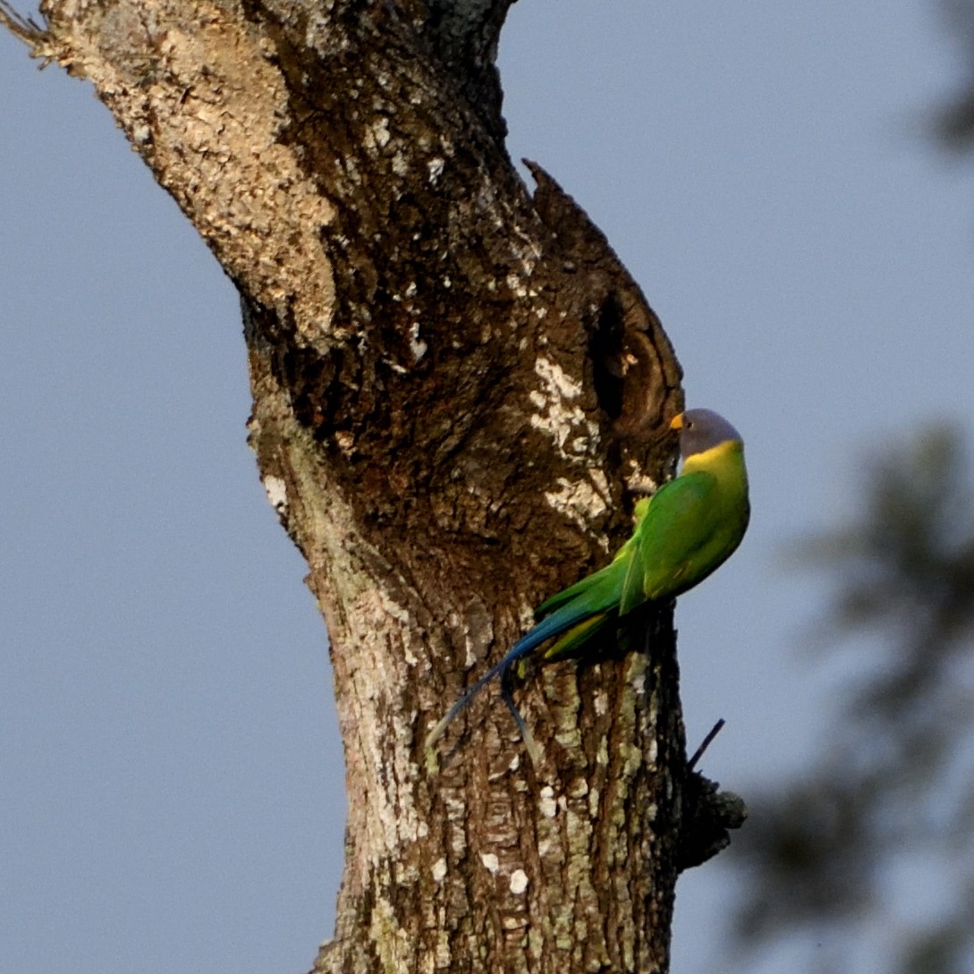 Plum-headed Parakeet - ML609971940