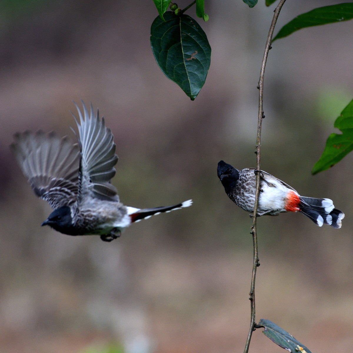 Red-vented Bulbul - ML609971977