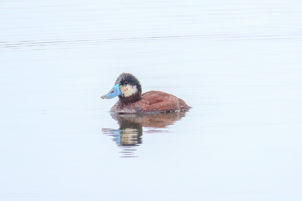 Andean Duck - Raúl Castillo Albadan