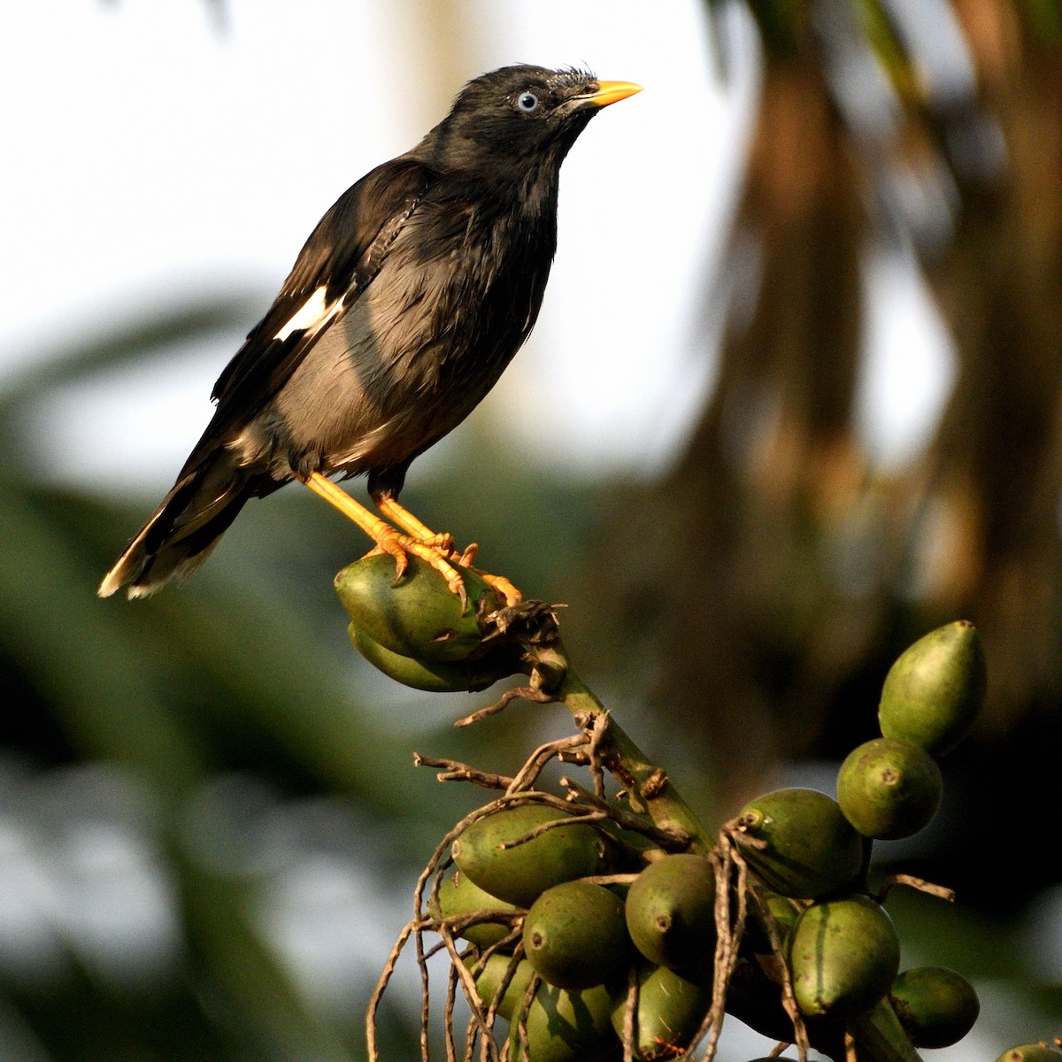 Jungle Myna - Mohamed Ansar