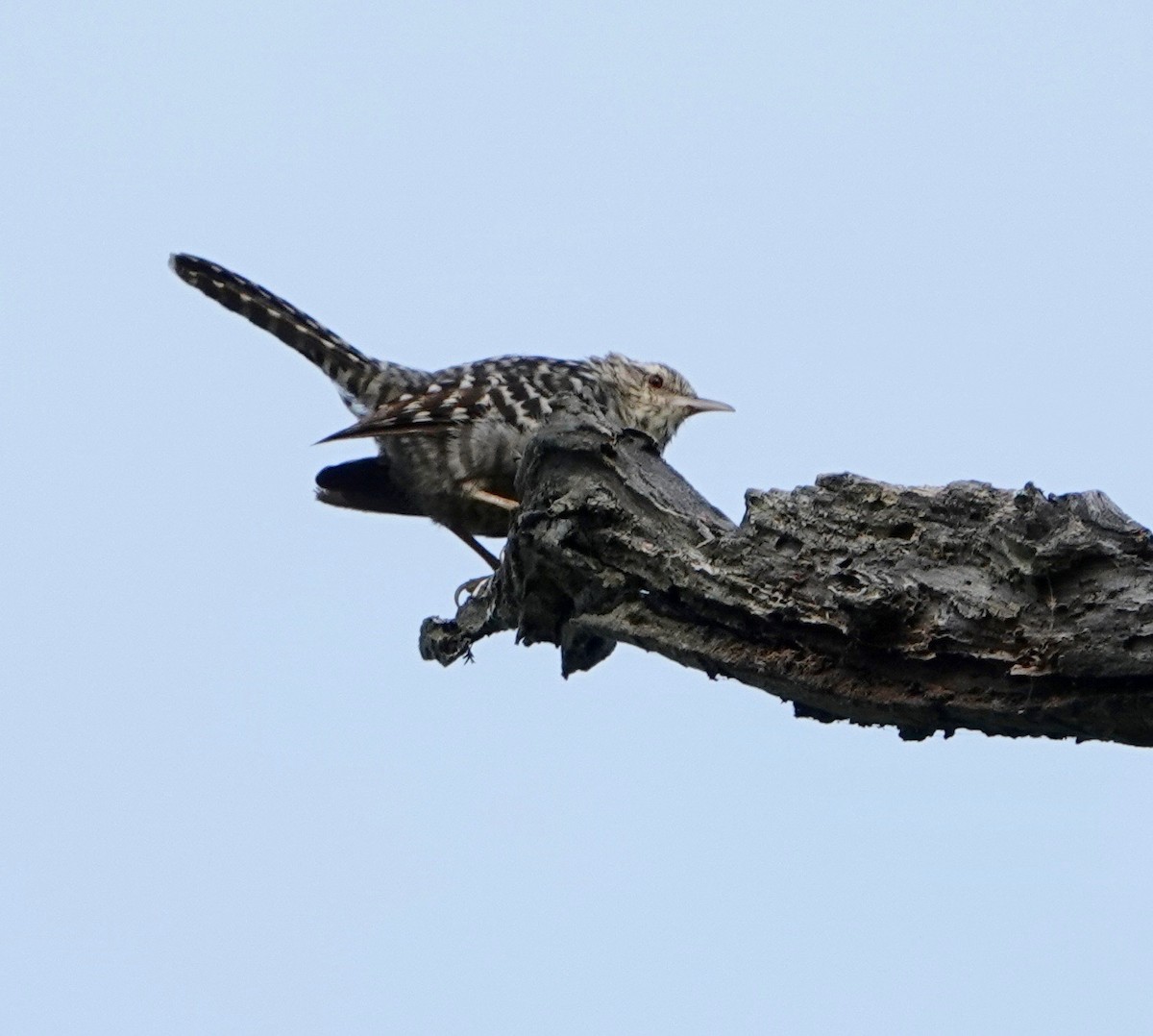 Fasciated Wren - ML609972017