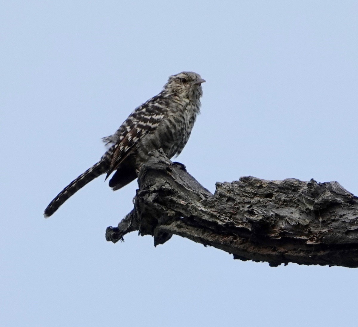 Fasciated Wren - ML609972018