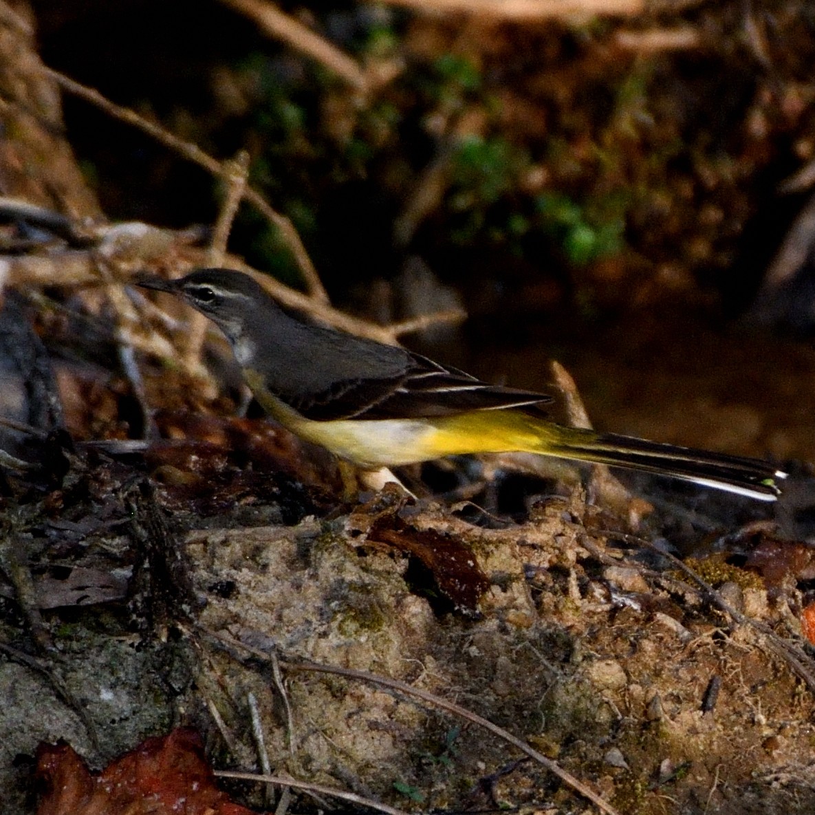 Gray Wagtail - ML609972045