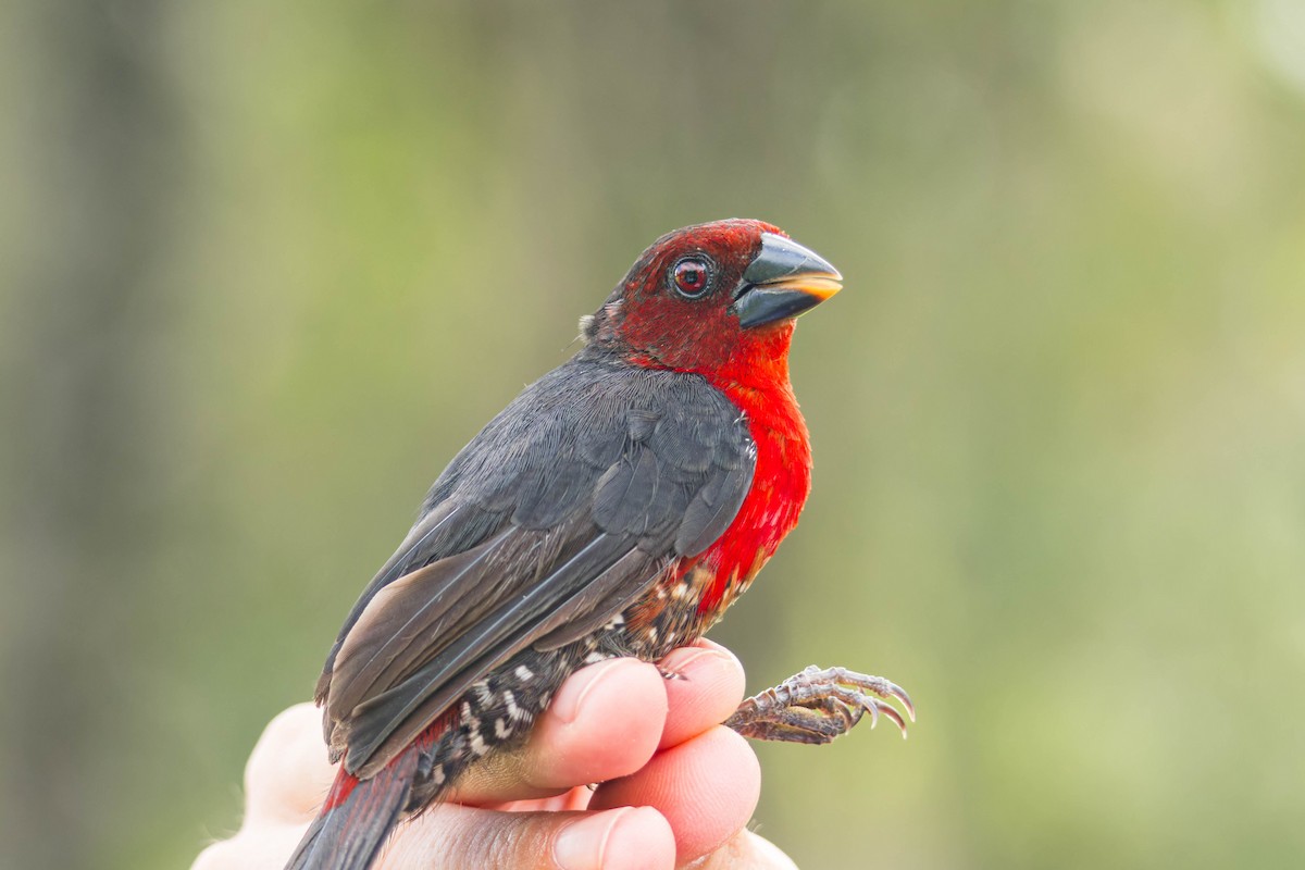 Western Bluebill - João Miguel Albuquerque